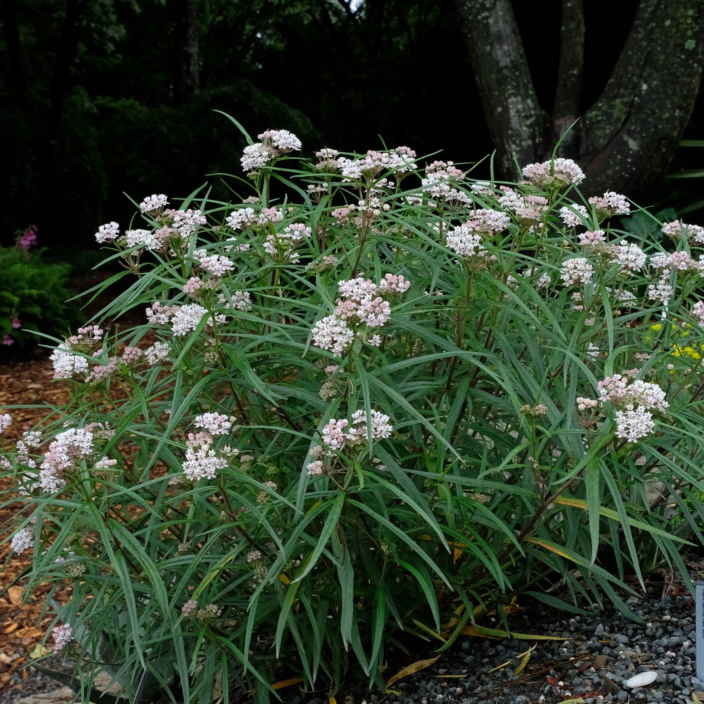 Asclepias angustifolius 'Sonita'