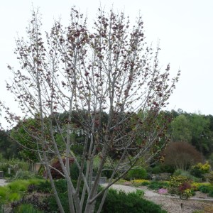 Asimina 'Plum Crazy' in full flower