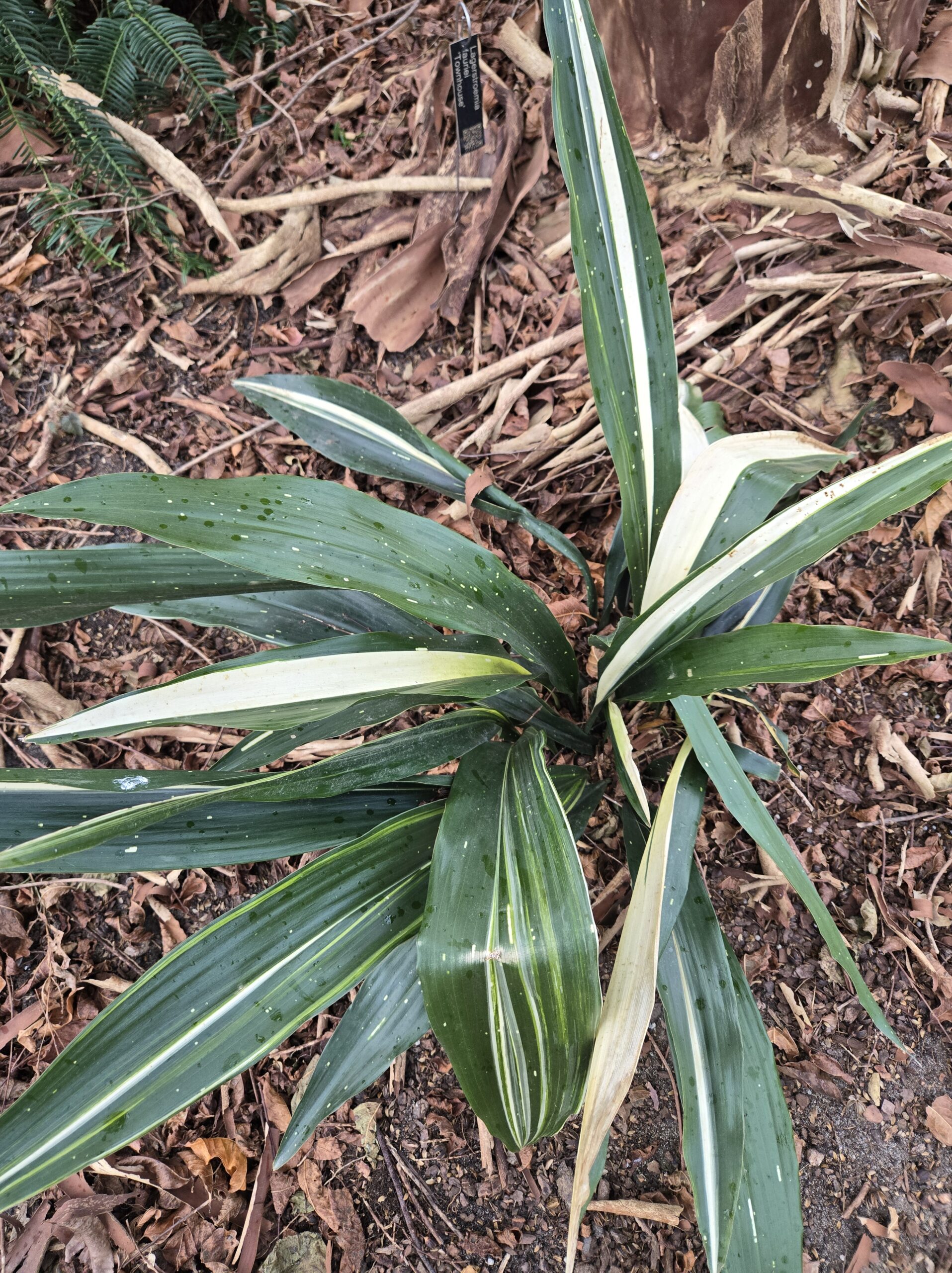 Aspidistra 'Split Personality'
