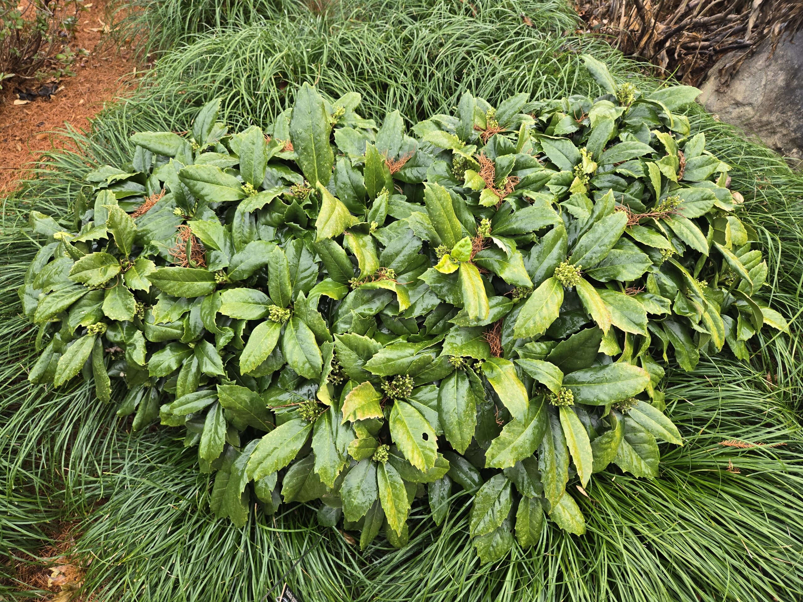 Aucuba japonica var. borealis 'Sea of Japan'