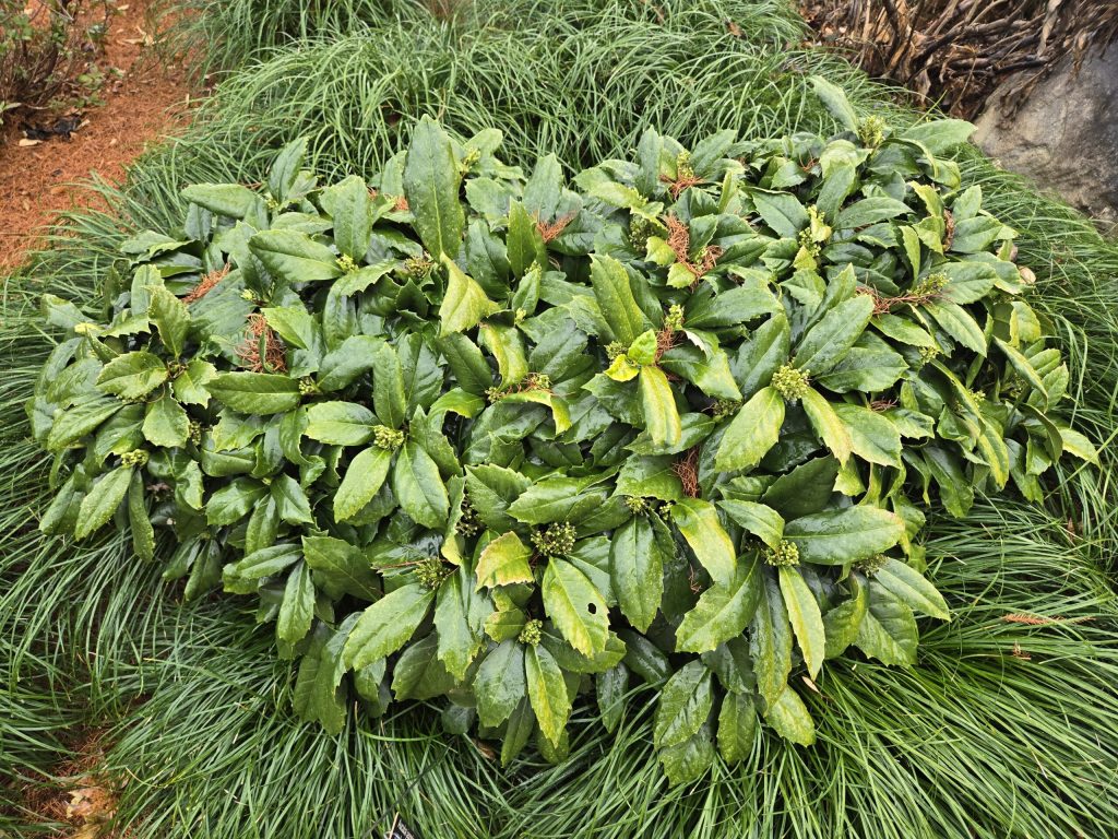 Aucuba japonica var. borealis 'Sea of Japan'