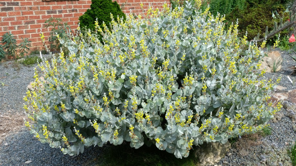 Federally endangered Baptisia arachnifera (G1 Rank) in full bloom at JLBG.