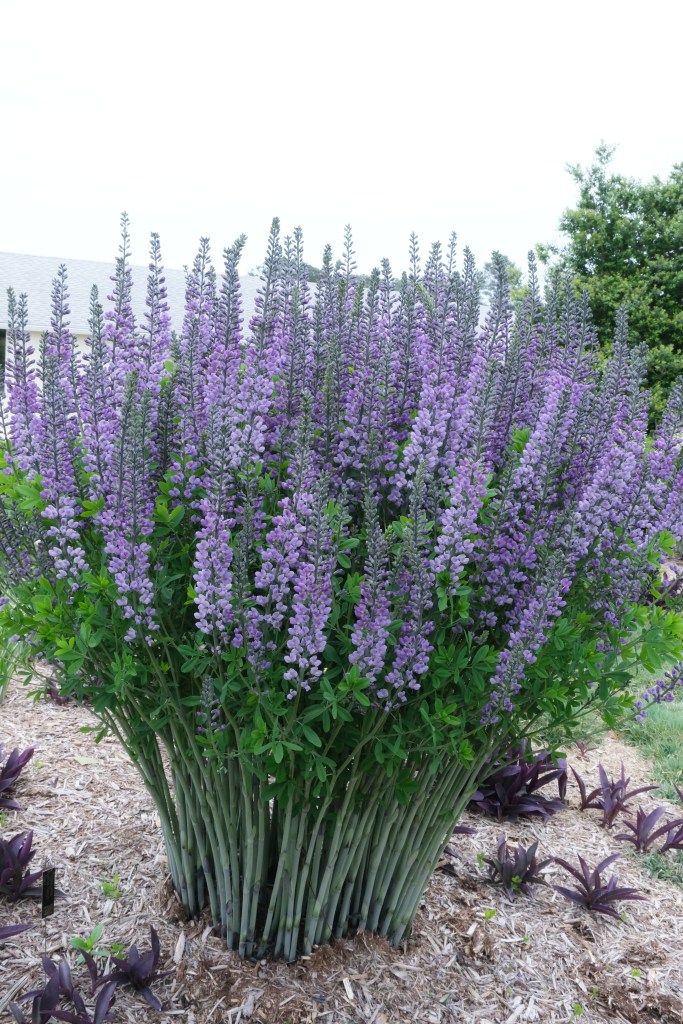 Baptisia 'Blue Towers'