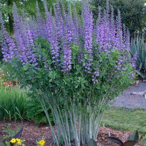 Baptisia 'Blue Towers'