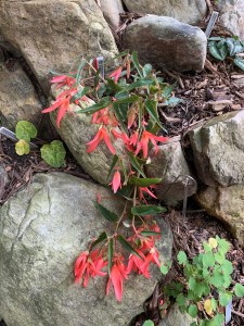 Begonia Papay hardy Angel wing