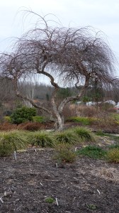 Betula nigra 'Summer Cascade'