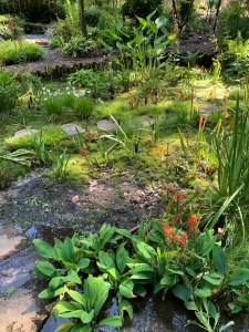 Bog garden