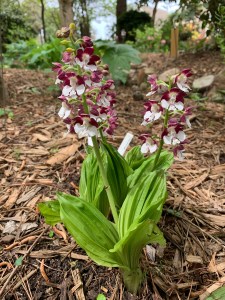 Calanthe 'Red Riding Hood'