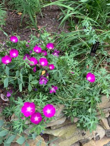 Callirhoe involucrata