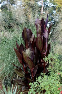 Canna 'Australia' contrast with Sporobolus wrightii