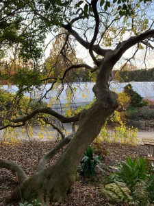 Celtis sinensis ‘Green Cascade’ in fall