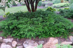 Cephalotaxus harringtonia 'Brooklyn Gardens'