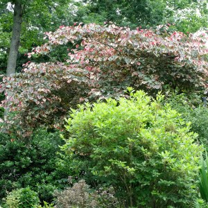 Cercis canadensis 'Carolina Sweetheart'