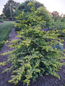 Chamaecyparis obtusa 'Fernspray Gold'