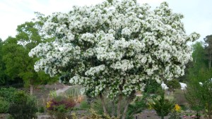 Chionanthus retusus 'China Snow'