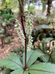 Chloranthus sessilifolius 'Get Shorty' flower