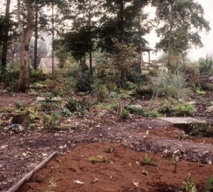 Woodland Garden first plantings, 1995