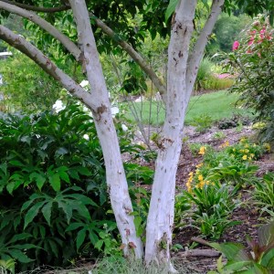 Cornus wilsoniana