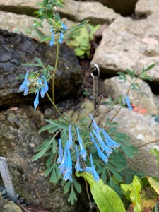 Corydalis flexuosa 'Porcelain Blue' in a seep