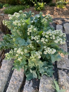Crambe maritima
