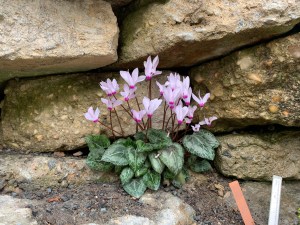 Cyclamen persicum in crevice