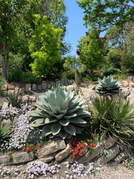 Crevice garden mid in spring2024