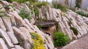 Crevice garden seep