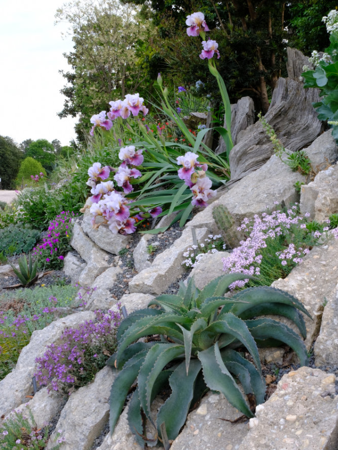 Crevice garden view