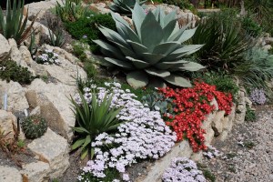 Crevice garden south end with blooming Iberis and Delosperma
