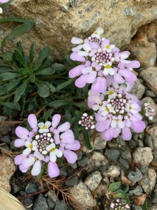 Iberis simplex
