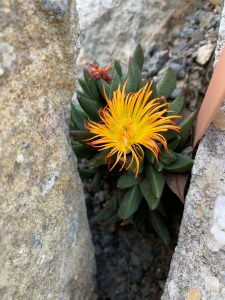 Nananthus vittatus