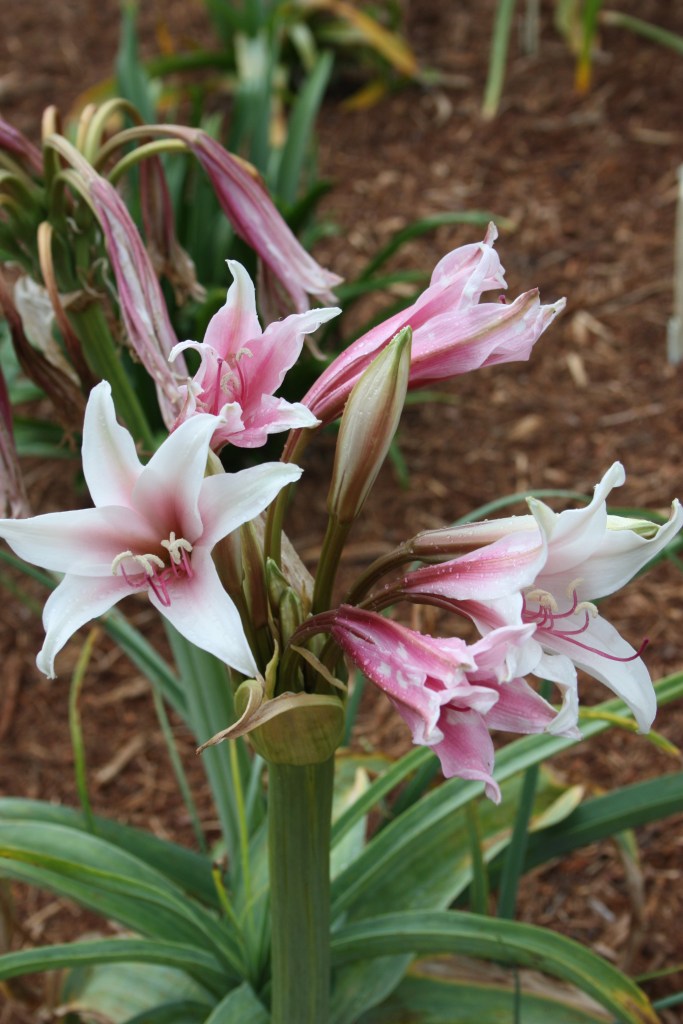 Crinum bulbispermum 'Chessmaster'
