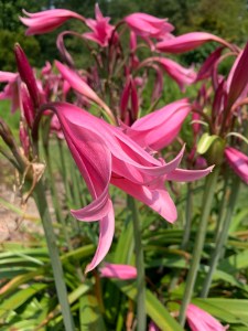 Crinum 'Claude Davis'