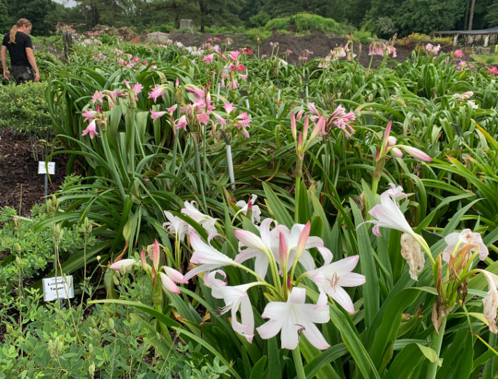 Crinum collection