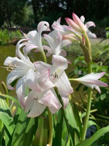 Crinum 'Mrs James Hendry'