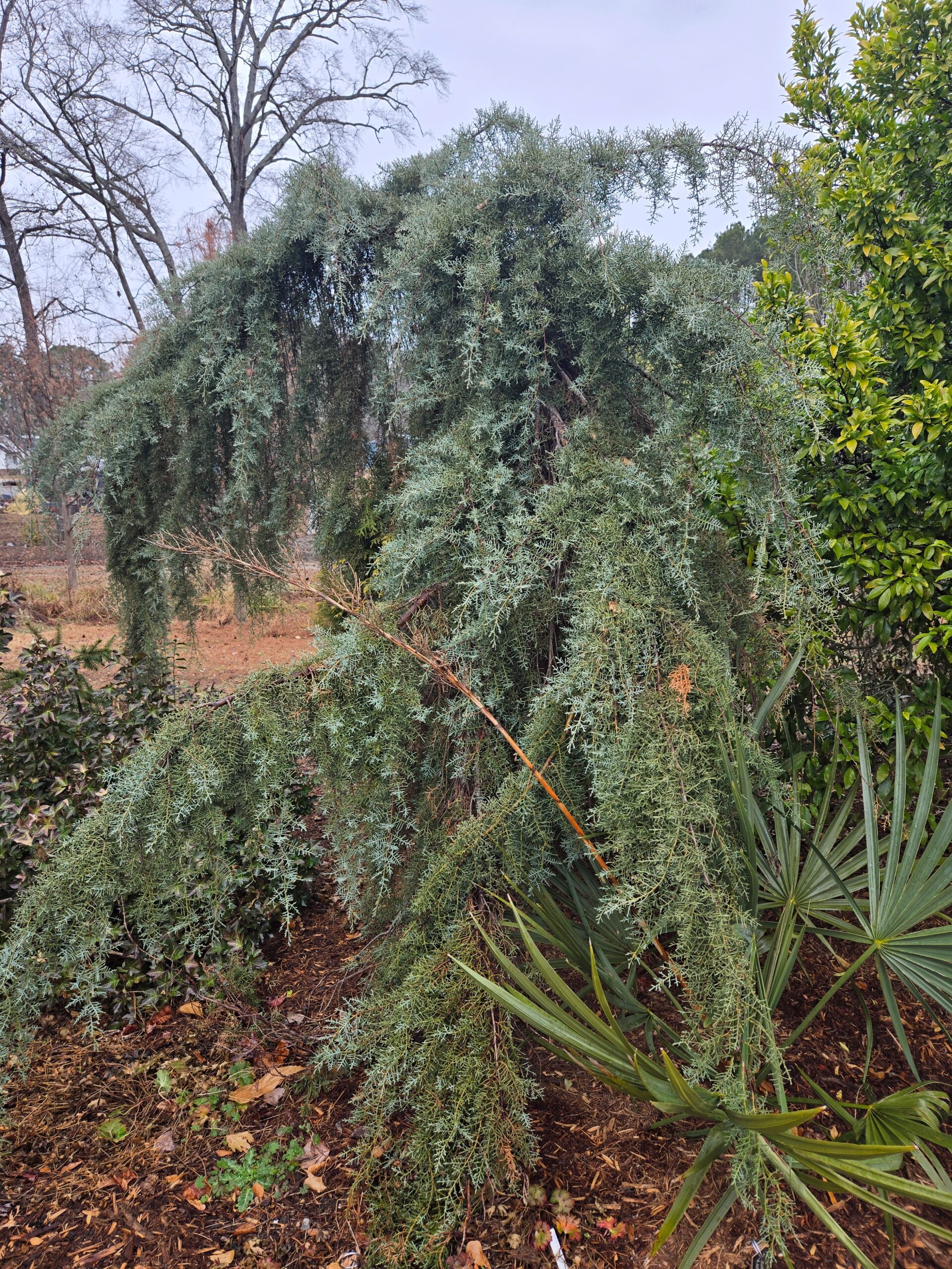 Cupressus (Hesperocyparis) arizonica 'Raywood's Weeping'