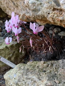 Cyclamen hederifolium in bloom