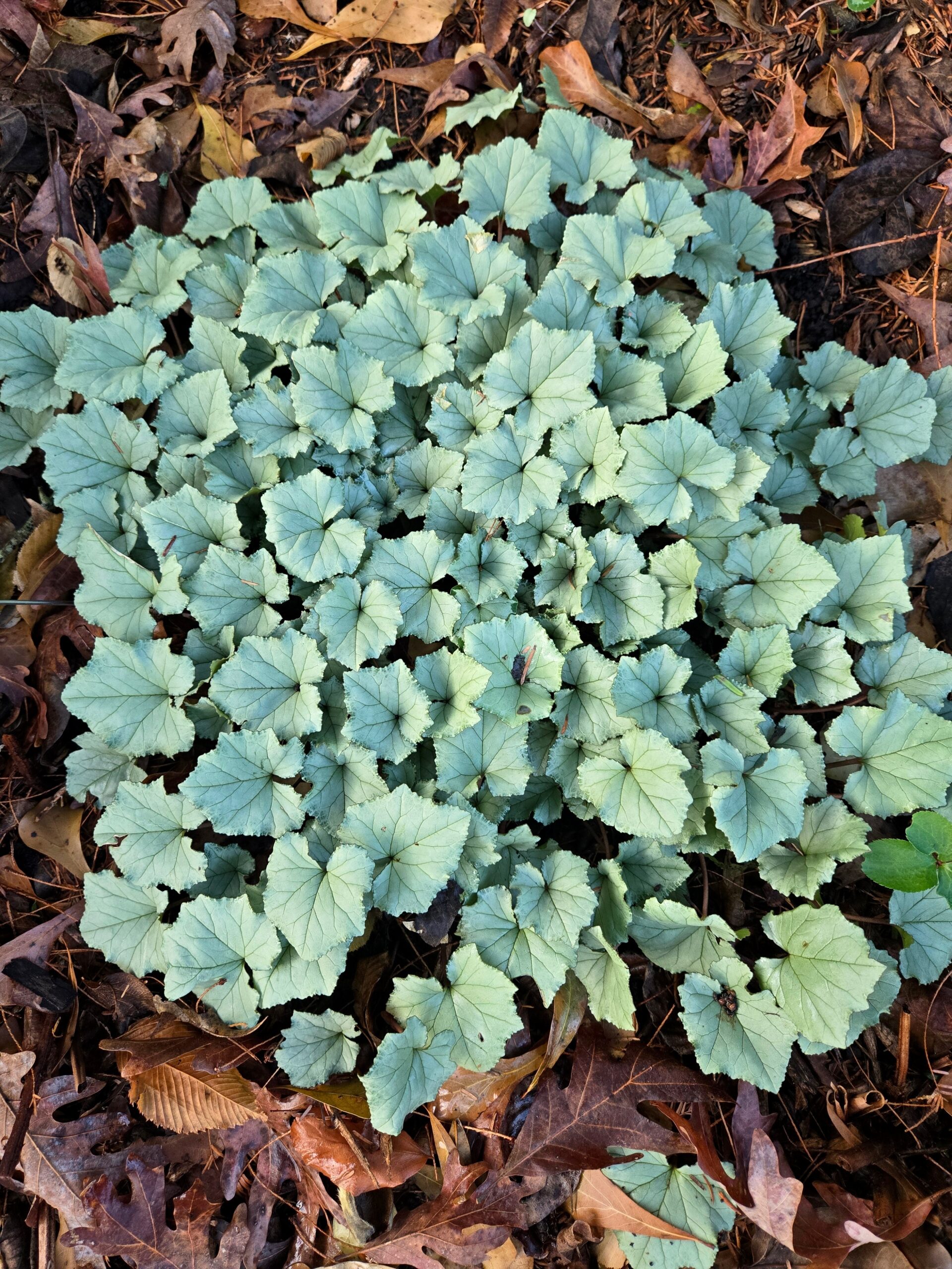 Cyclamen hederifolium 'Fine Silver'