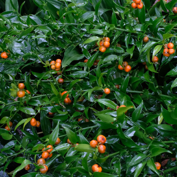 Danae racemosa in fruit