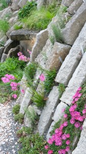 Delosperma 'Granita Raspberry' and Silene yunnanensis next to the seep