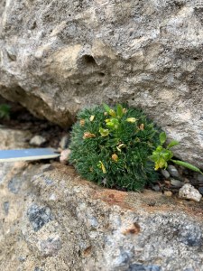 Draba bryoides