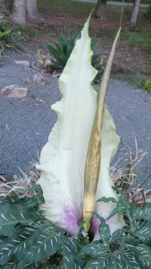 Dracunculus vulgaris 'Creamzilla'