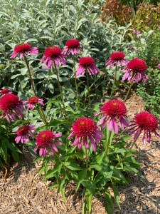 Echinacea 'Bubblegum'
