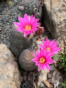 Echinocereus adustus