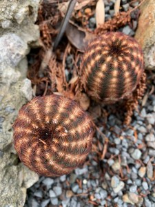 Echinocereus reichenbachii Black Lace hybrid