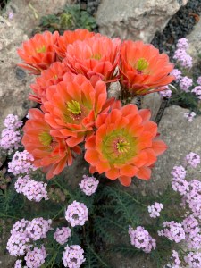 Echinocereus x roetteri in bloom