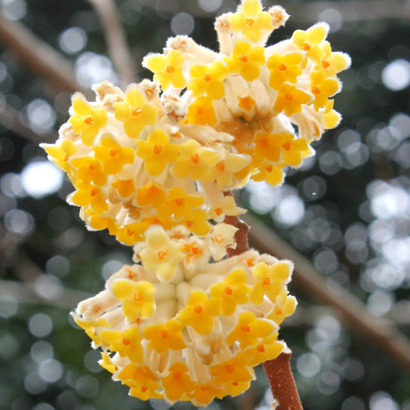 Paper bush in bloom