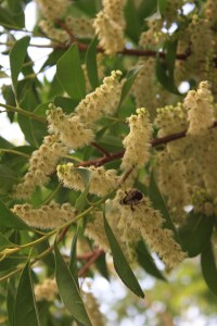 Elaeocarpus sylvestris flowers