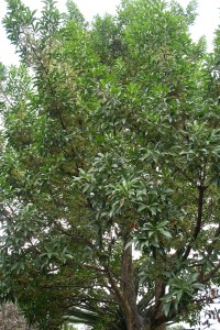 Elaeocarpus sylvestris