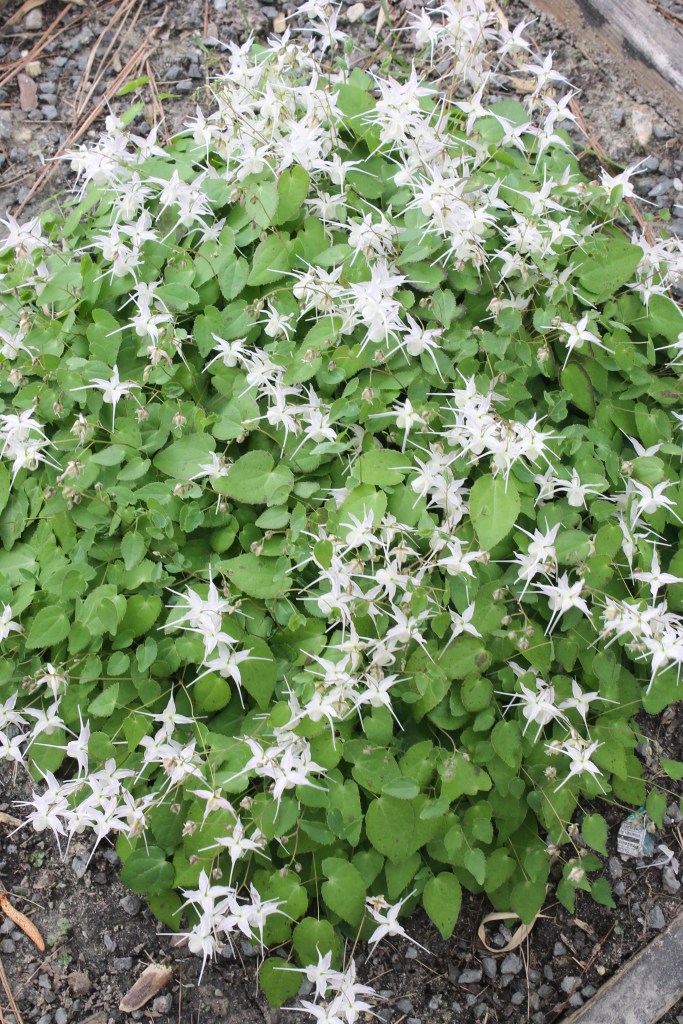 Epimedium grandiflorum var. higoense 'Bandit'